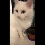 Фото: найдена кошка Турецкая ангора «Найдена кошка Саратов» в г. Саратов